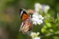 IMG_4696 butterfly drinking nectar